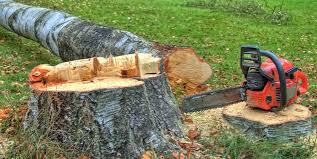 Best Tree Preservation Services  in Sangaree, SC