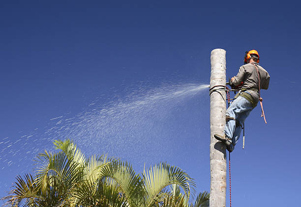 Best Lawn Disease Treatment  in Sangaree, SC
