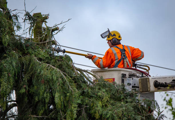 Reliable Sangaree, SC Tree Care Solutions