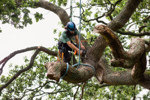 Best Mulching Services  in Sangaree, SC