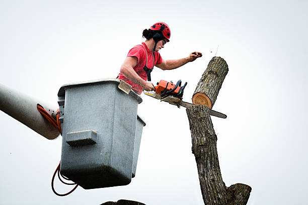 Best Fruit Tree Pruning  in Sangaree, SC