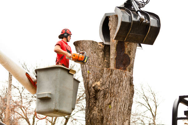 Best Tree Removal  in Sangaree, SC