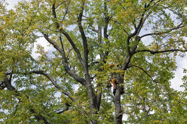 Best Root Management and Removal  in Sangaree, SC